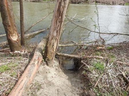 7. april, mednarodni dan bobra in Dan za spremembe 28